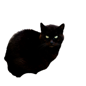 A Black Cat With Bright Eyes Sitting On A Patterned Sofa Indoors. 17103 - Cat PNG image with transparent background